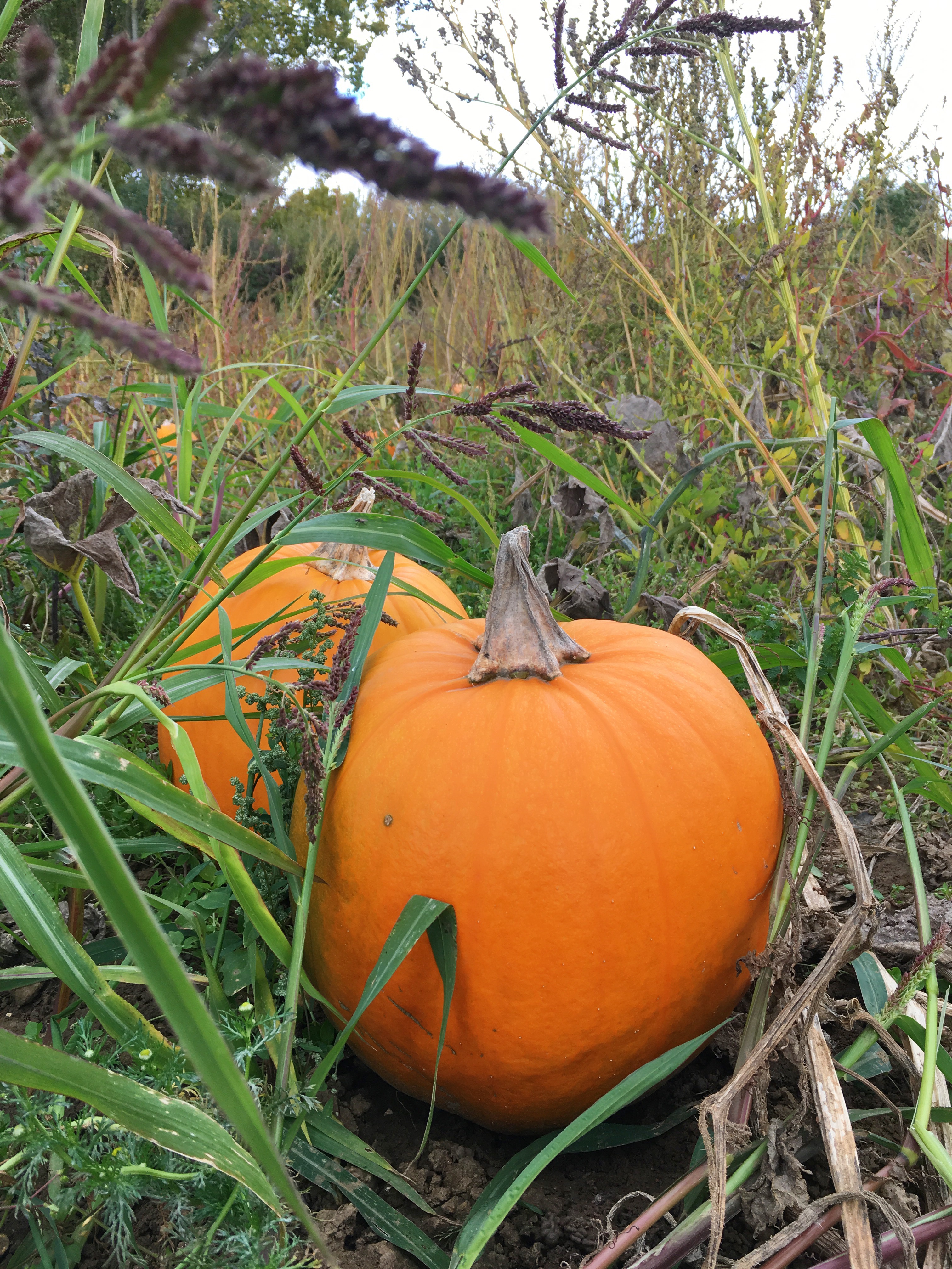 pumpkin-picking-hewitts-farm