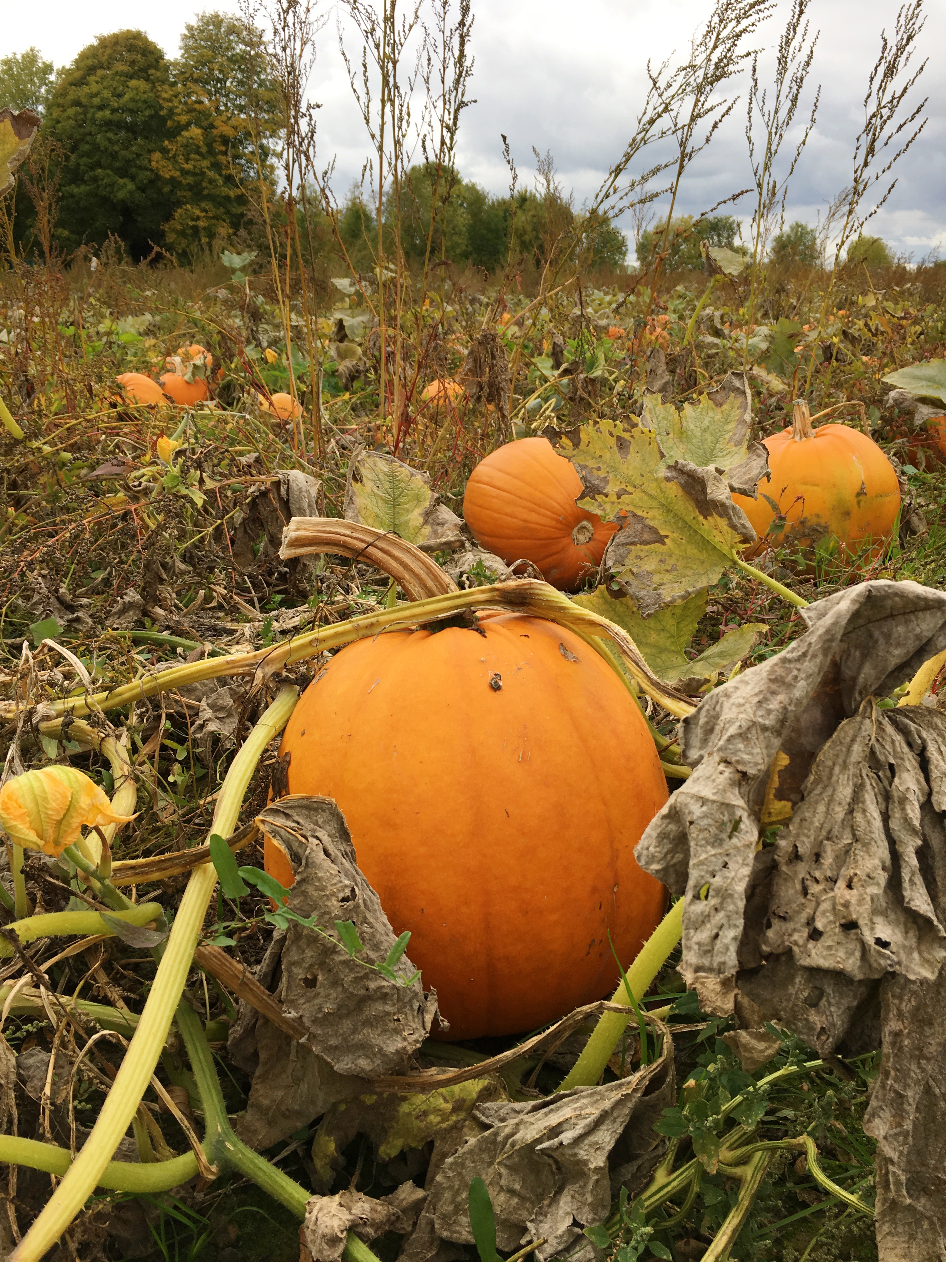 pumpkin-picking-hewitts-farm