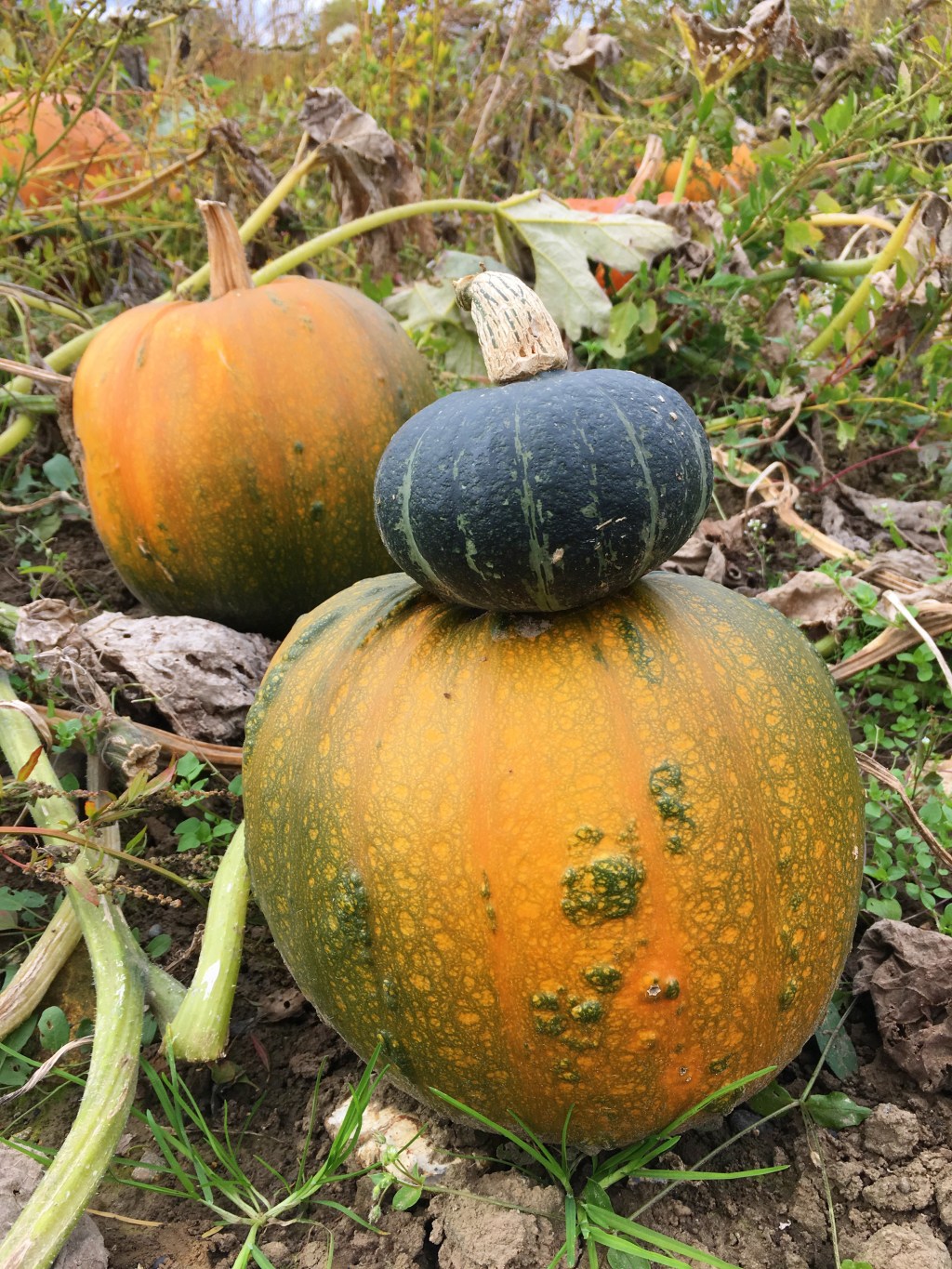 How To Celebrate Halloween As A Vegan