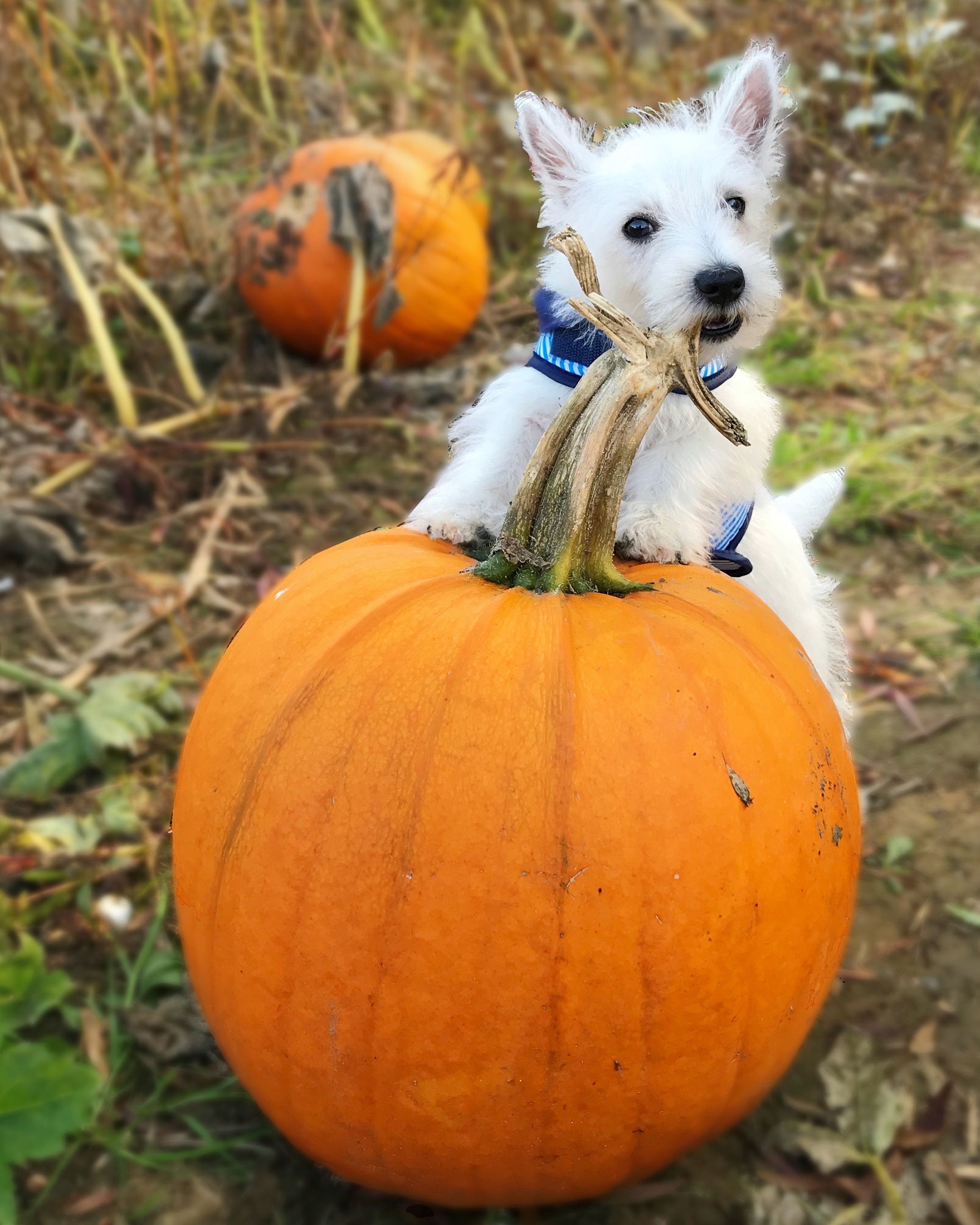Puppy and Pumpkin