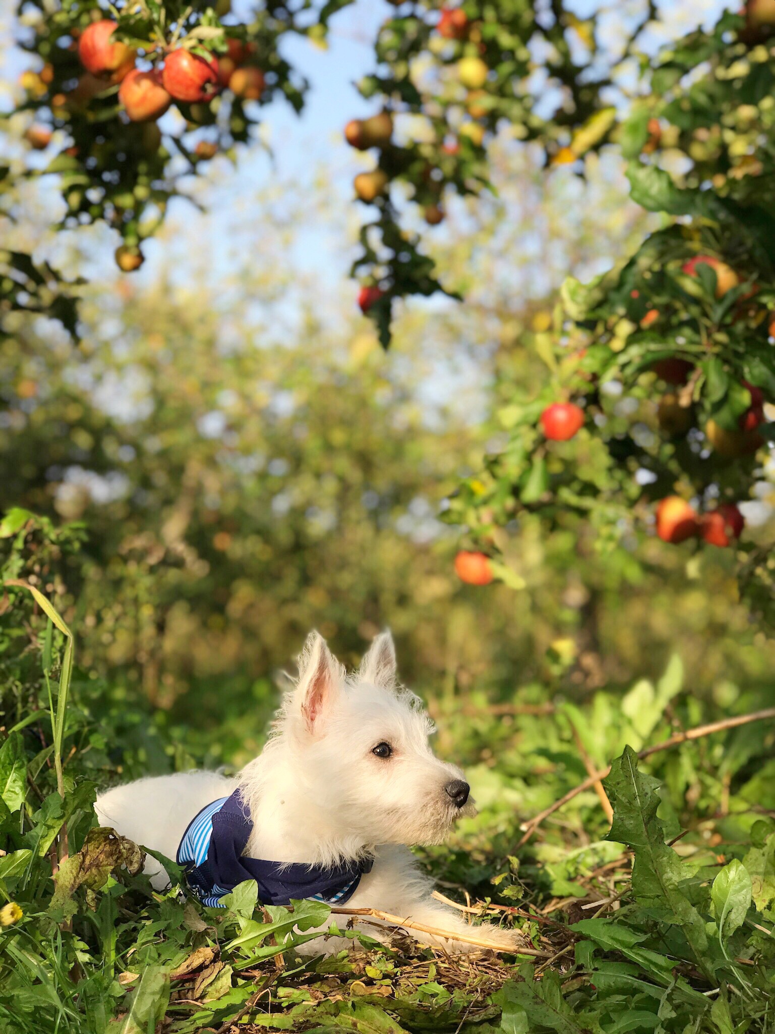 Photo 19-10-2017, 12 29 32