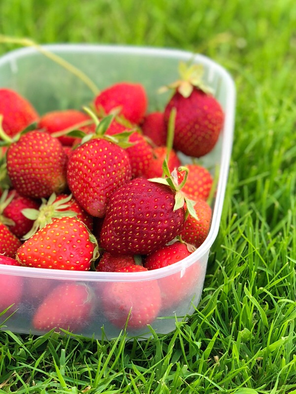 Hewitt's Farm Strawberry Picking