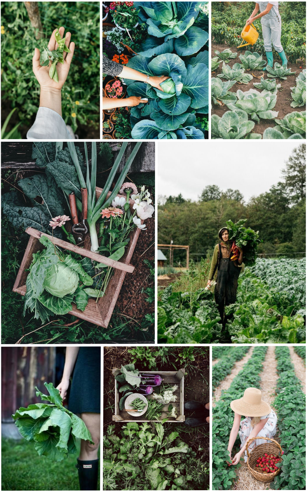 Mood Board: Homegrown Vegetable Harvest