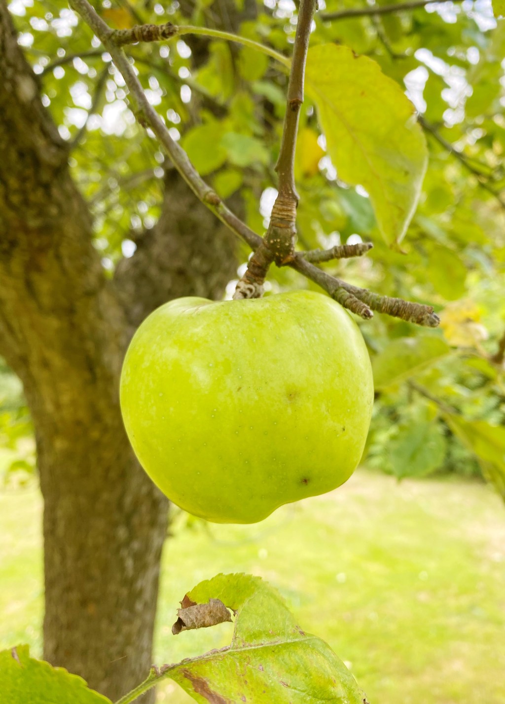 9 Ways To Use Up Your Autumn Apple Harvest