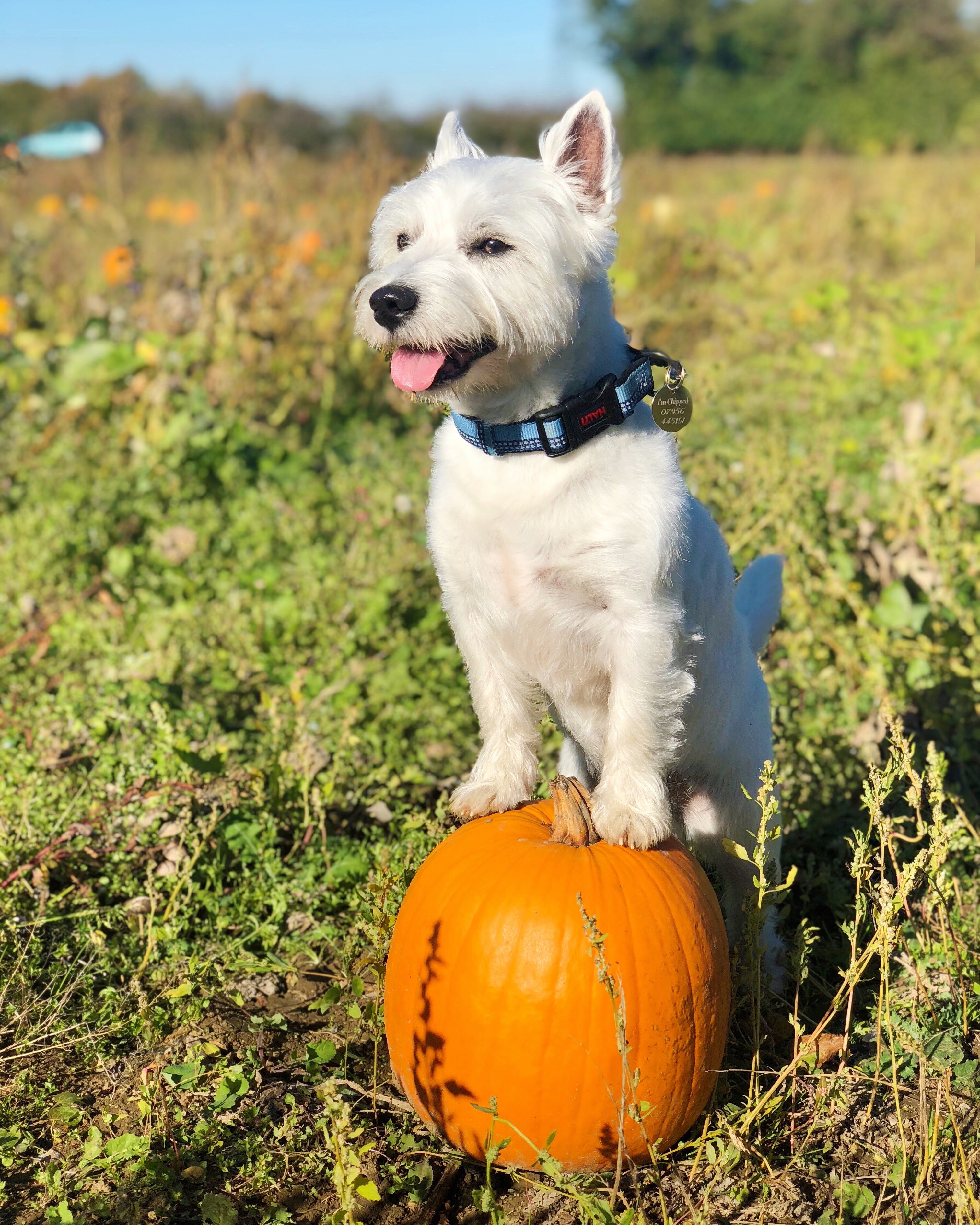 my-inner-vegan-goodbye-autumn