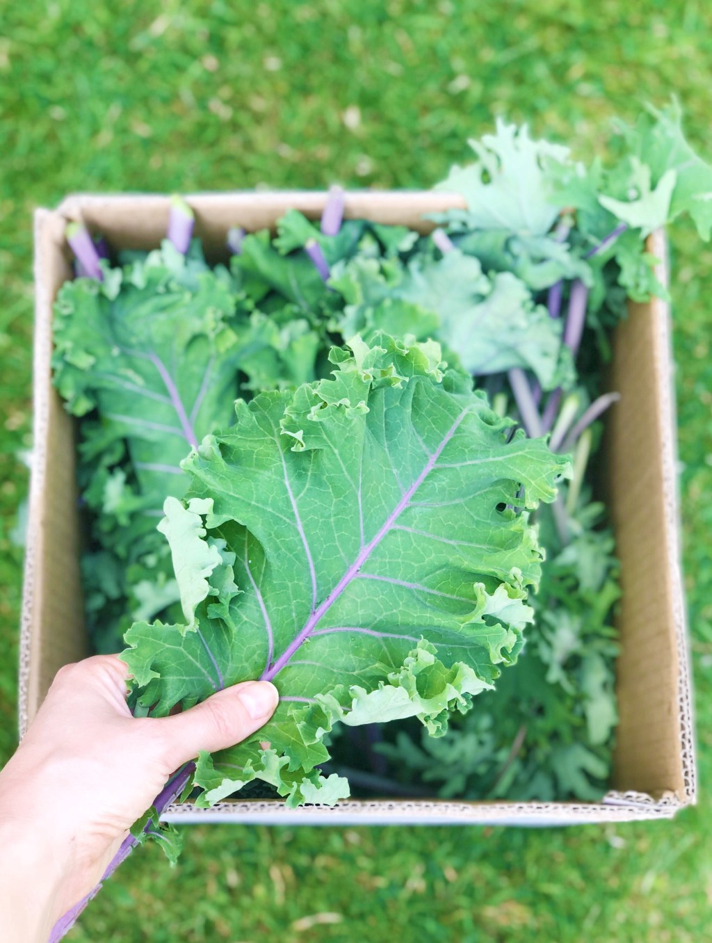 Growing My Own Food