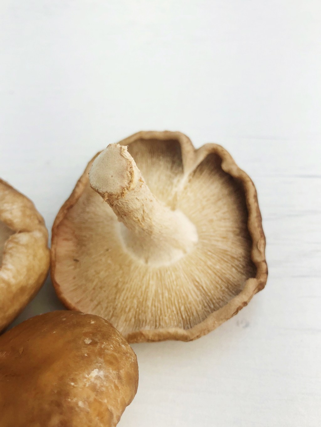 The Power Of Mushrooms