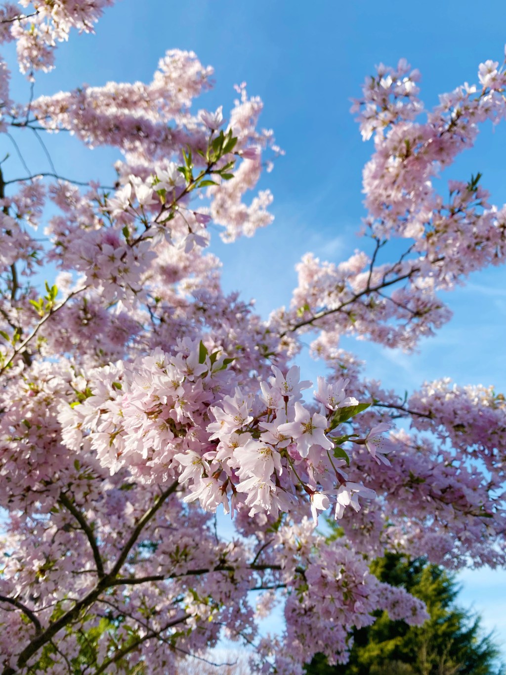 8 Slow Living Ways To Step Into Springtime