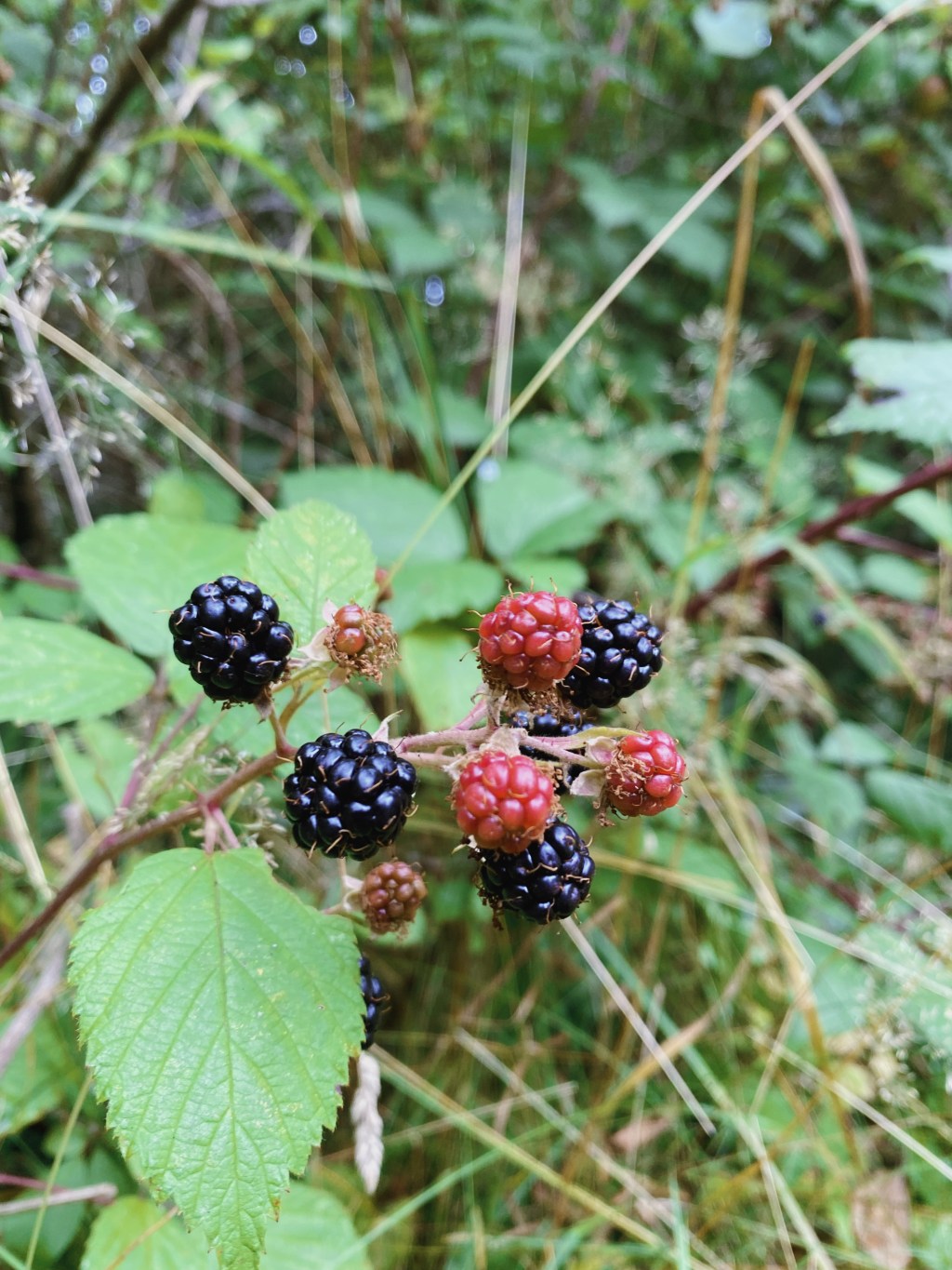 8 Recipes To Celebrate Blackberry Season