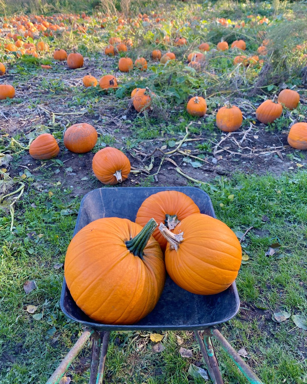 6 Cosy and Wholesome Autumn Activities