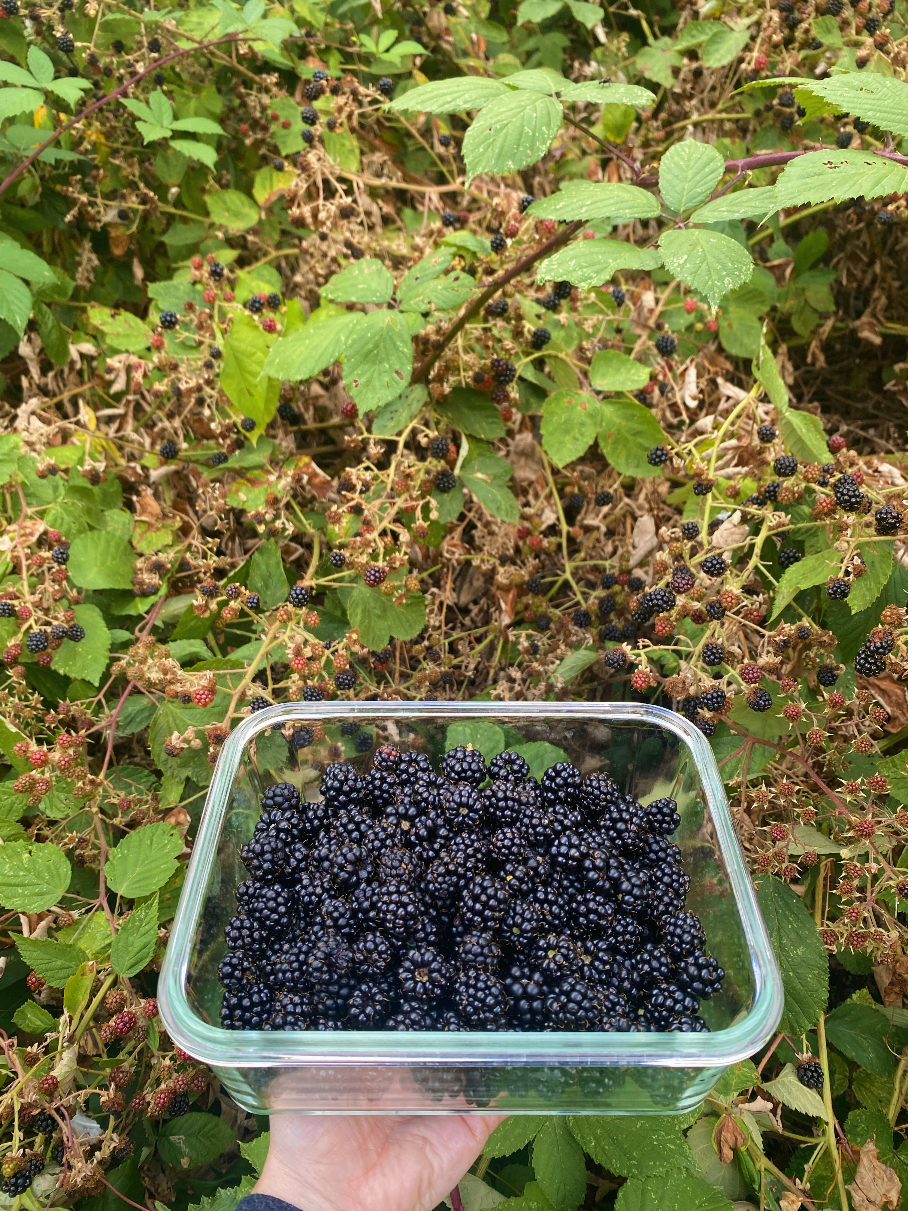 A glass container of freshly-picked blackberries in front of a blackberry bush.