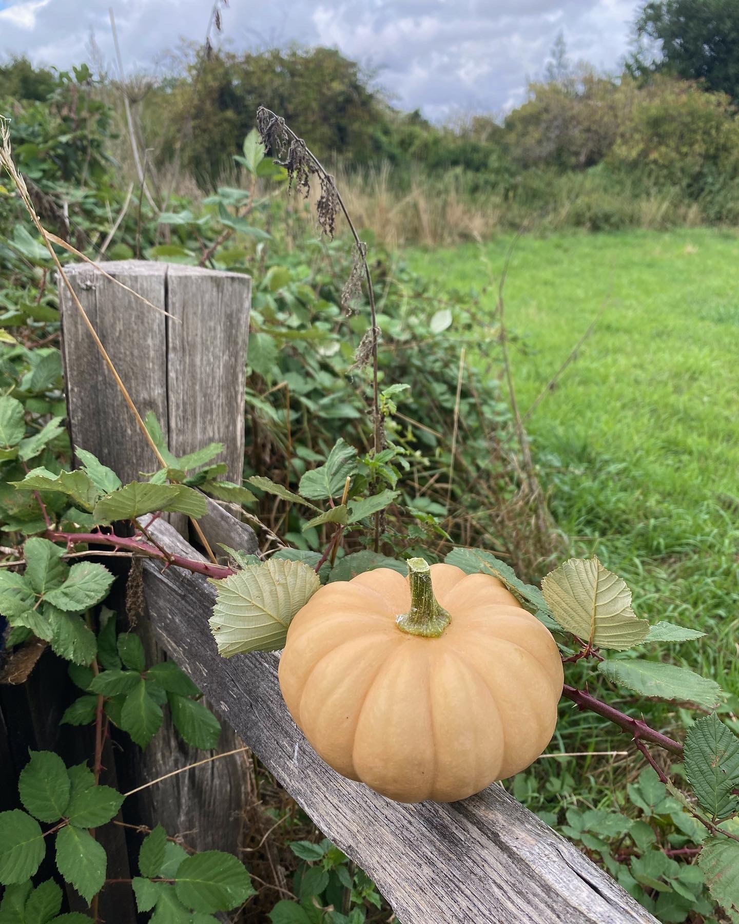 A small pumpkin on a wooden fence in the countryside.