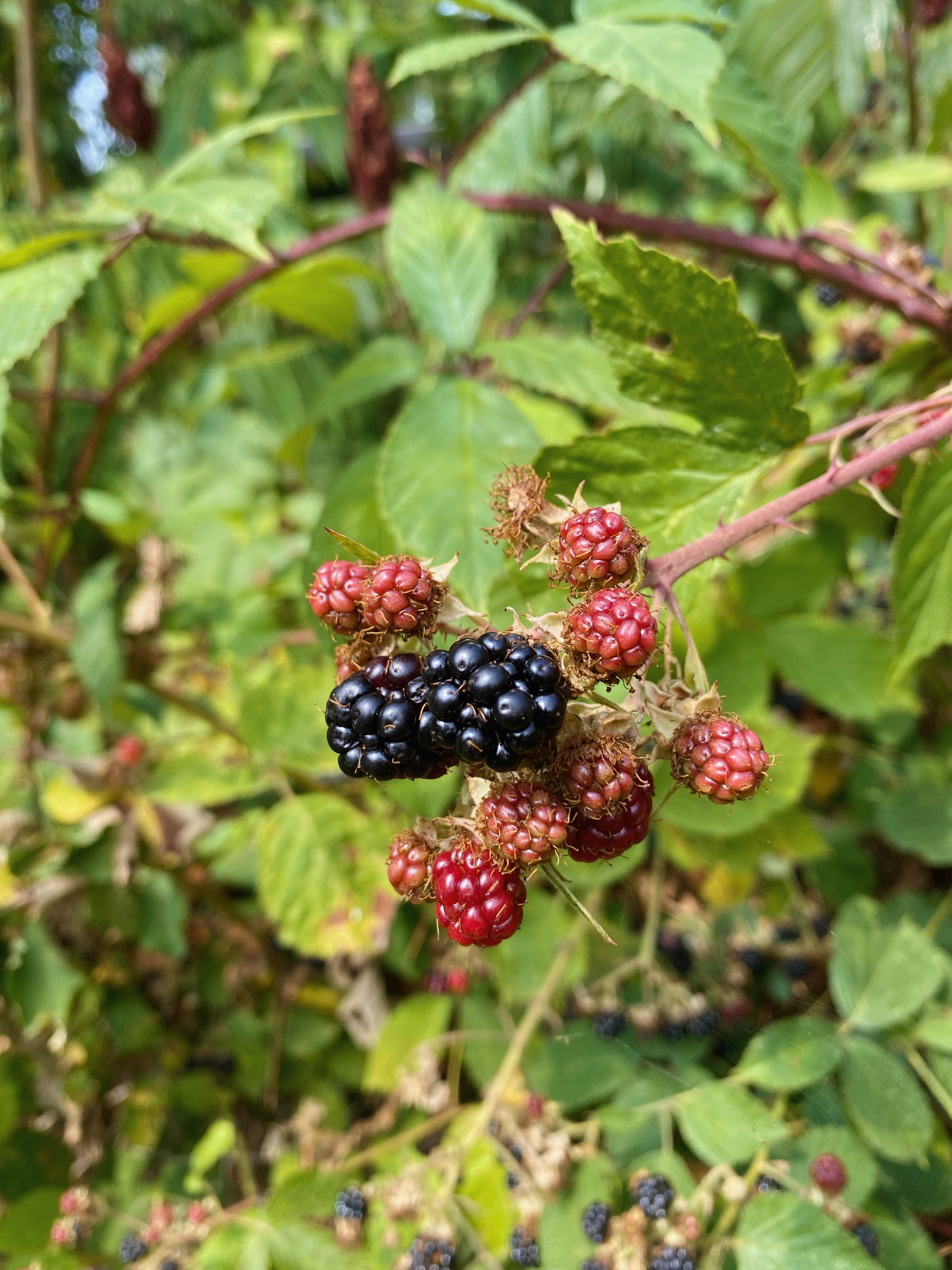 A close-up of blackberries on a bush.
