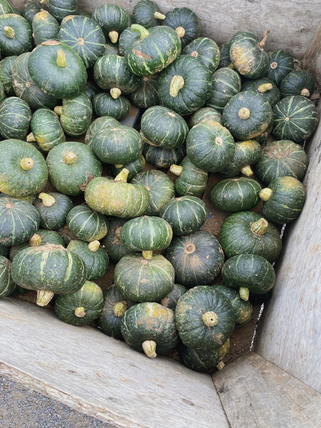 11 Seasonal and Delicious Kabocha Squash Recipes